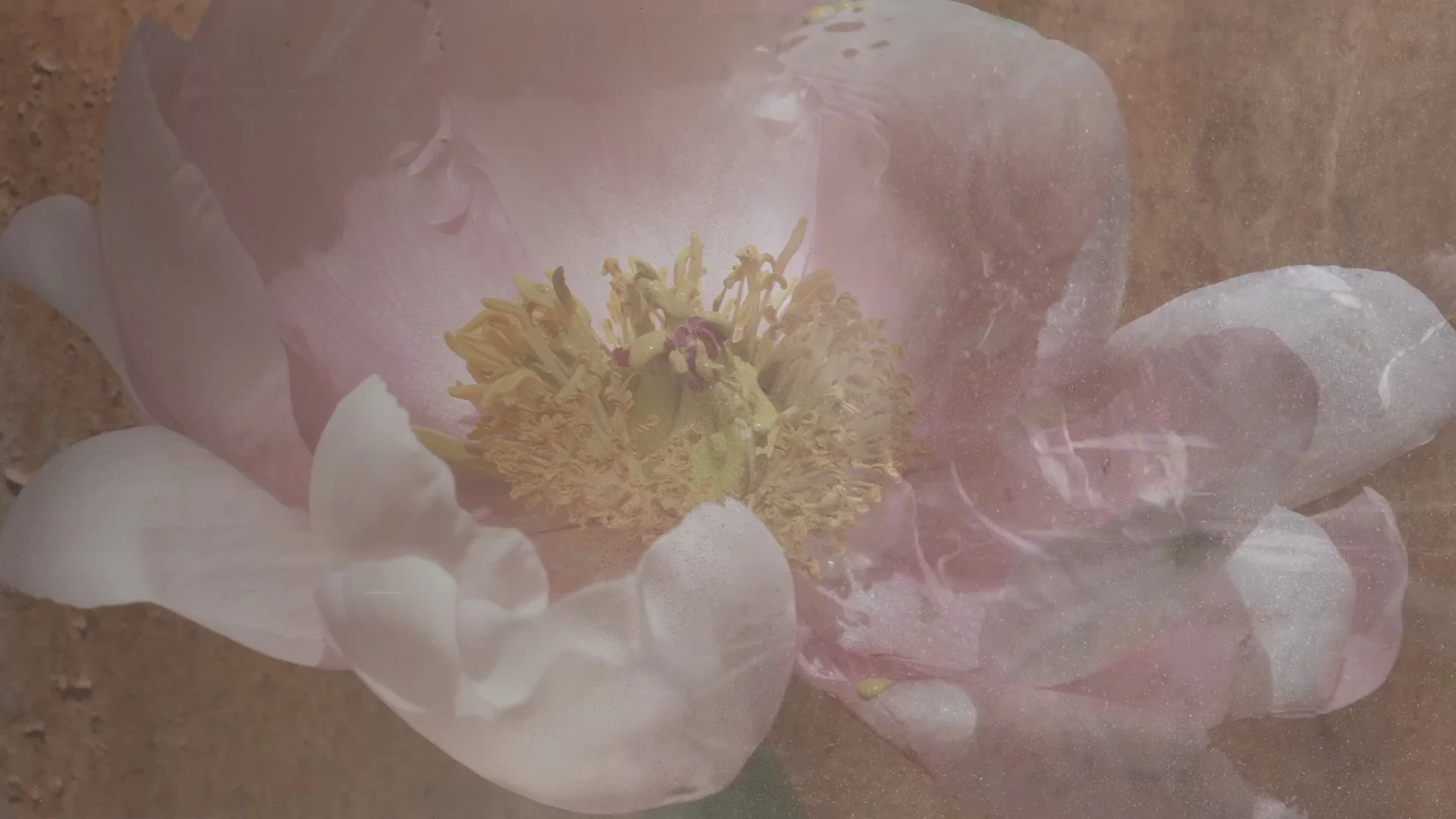 Artistry in Every Bloom
